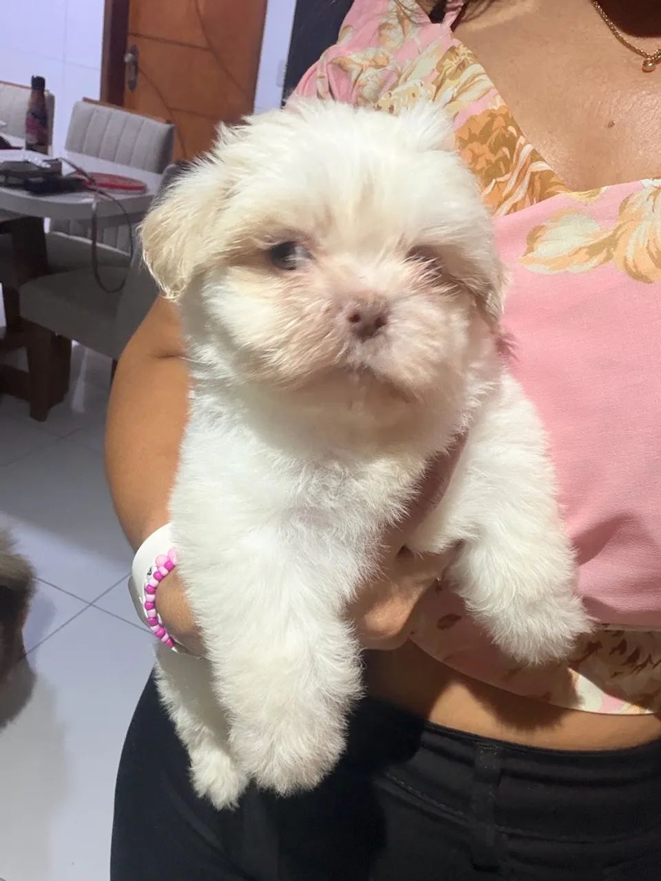 Shitsu machinho branco com areia  - Foto 4