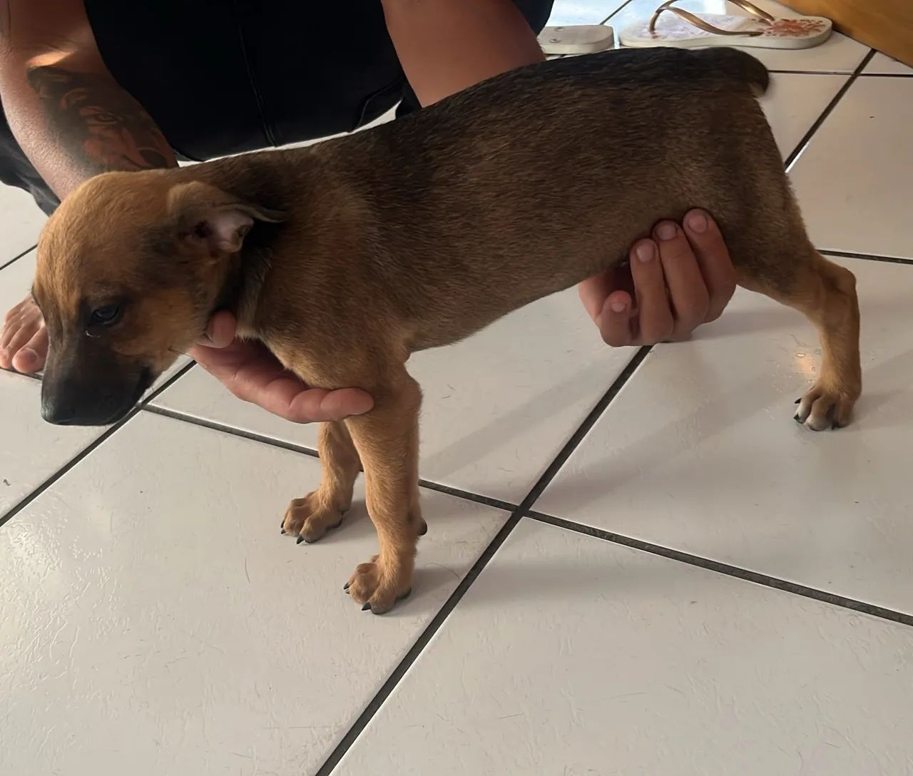 Adoçao de pets - Foto 4