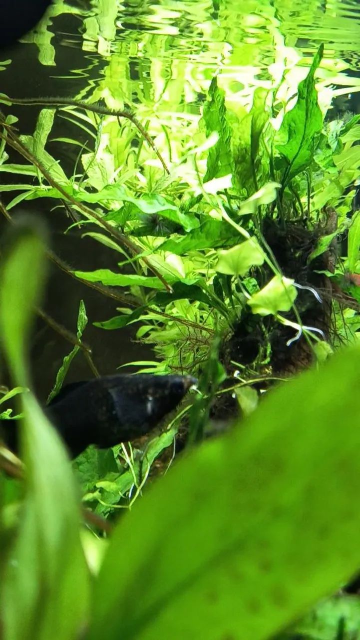 Muda de Microsorum  - Foto 2