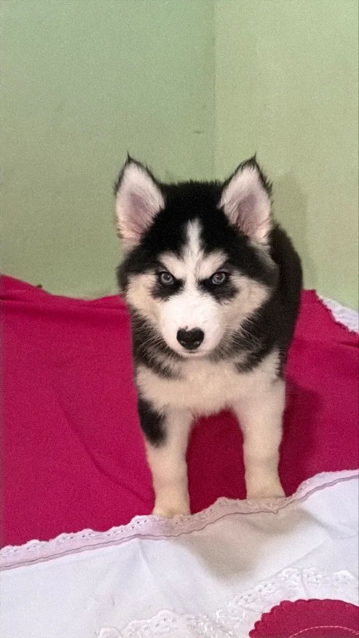 Husky Siberiano  - Foto 3