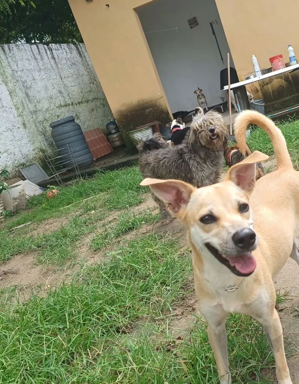 ADOÇÃO  - Foto 4