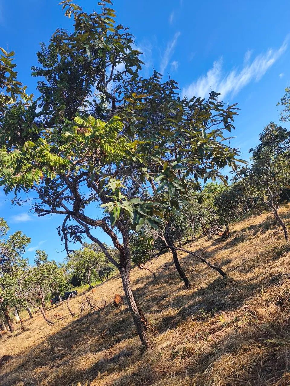 Excelente Terreno muito barato  - Foto 5