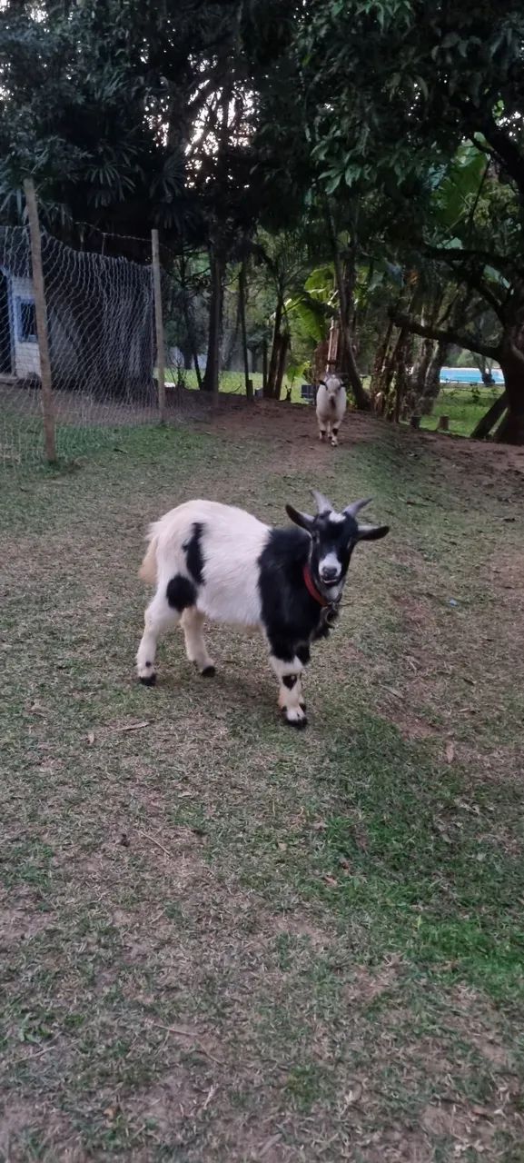 Mini Cabra Macho  - Foto 2