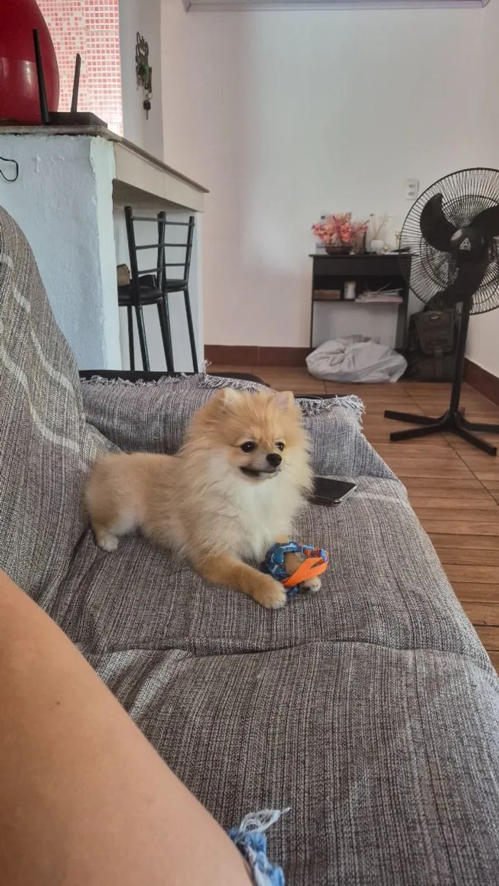 Babá  de pet pequeno porte. - Foto 3