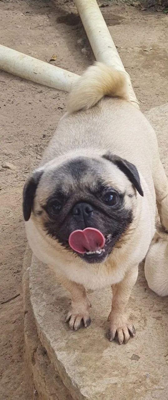 Cachorra - Foto 2