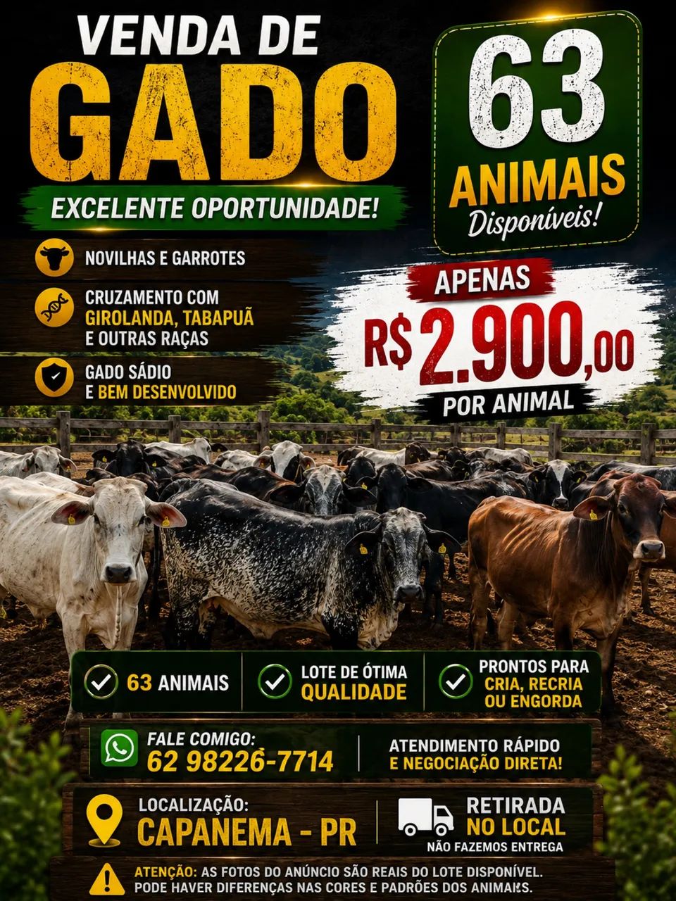 Novilhas e garrotes 