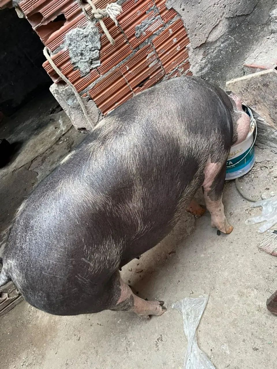 Porca  - Foto 3