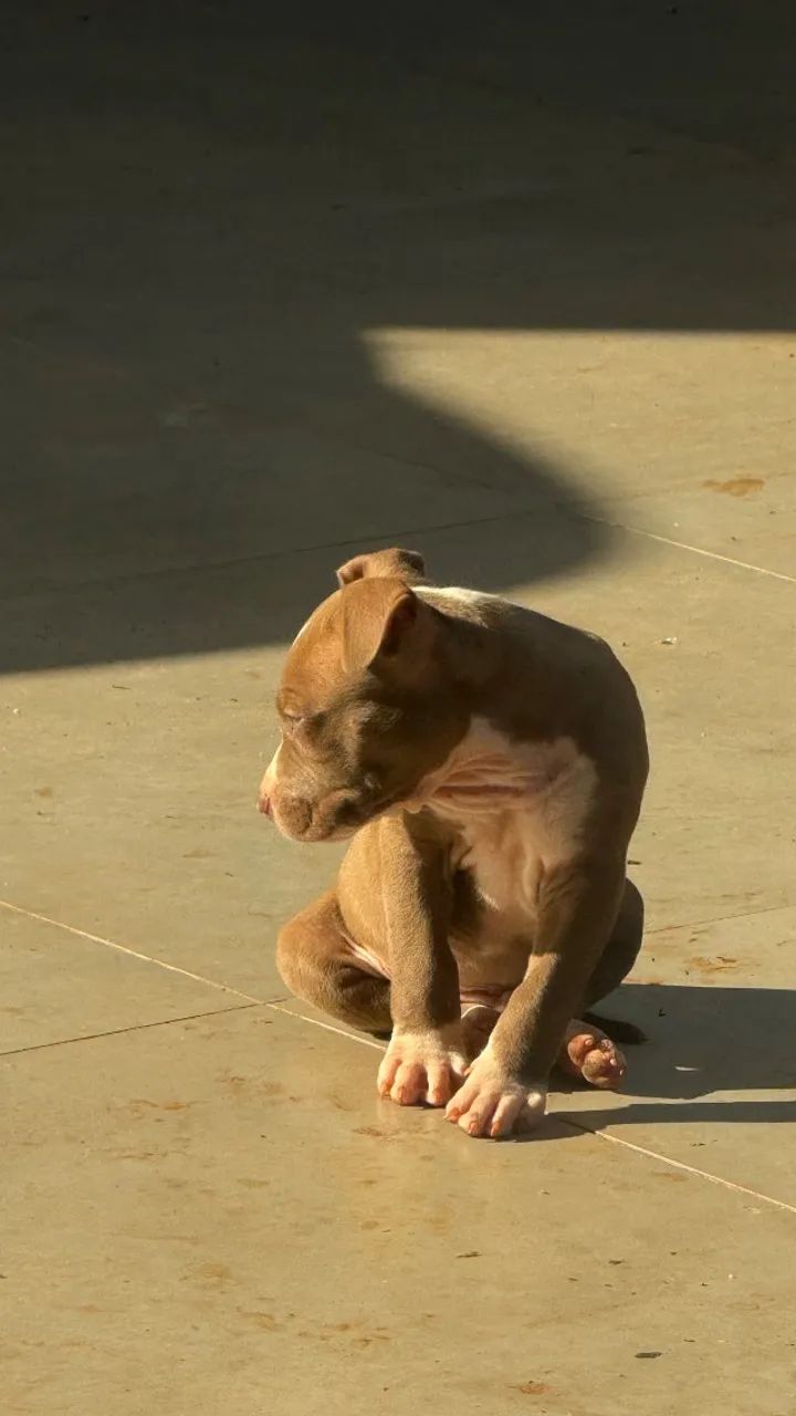 Cachorro pit monster  - Foto 4