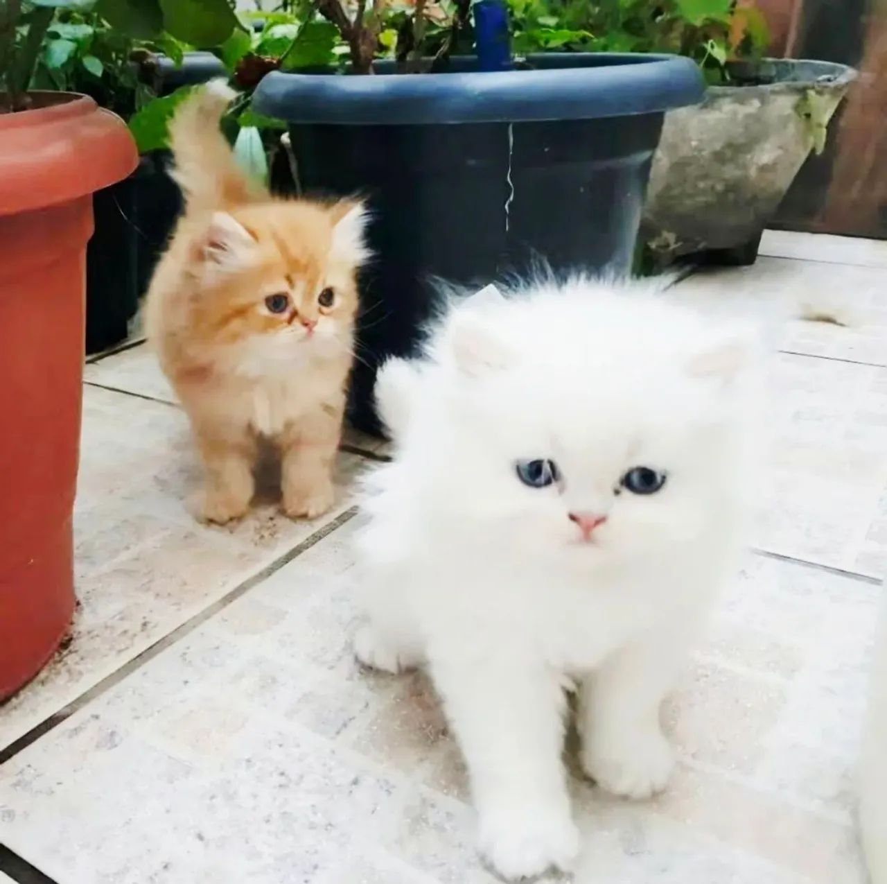 Gatos Persa Para Entrega Final Do Mês - Foto 4