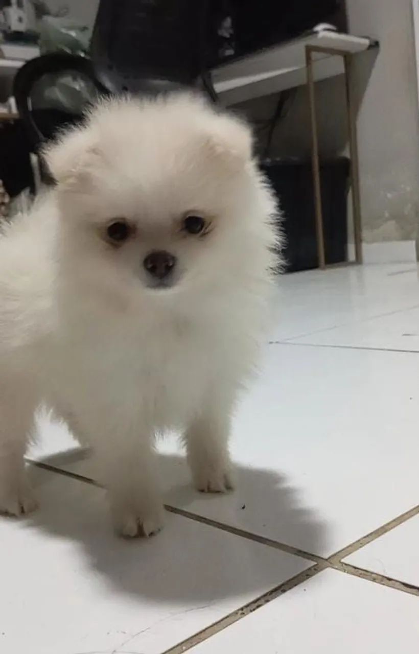 Spitz alemao  - Foto 3