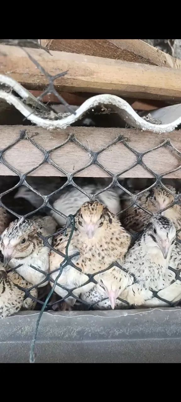 Ovos galados de Codorna gigante várias cores  - Foto 3