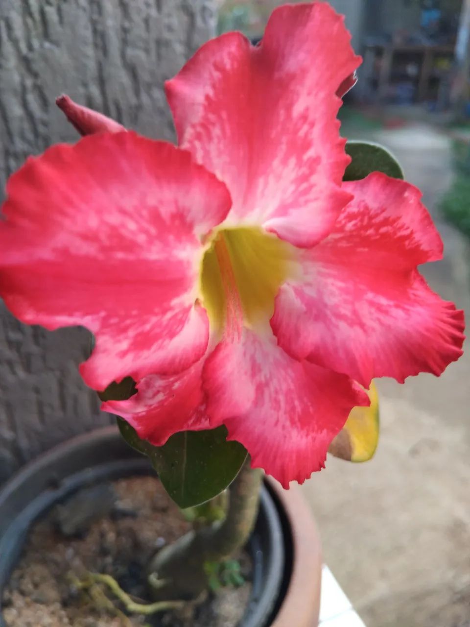 Rosa do deserto - Foto 5