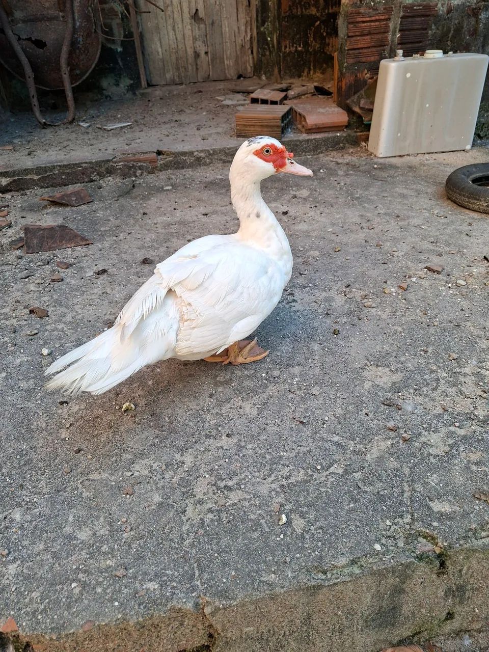Vendo patos