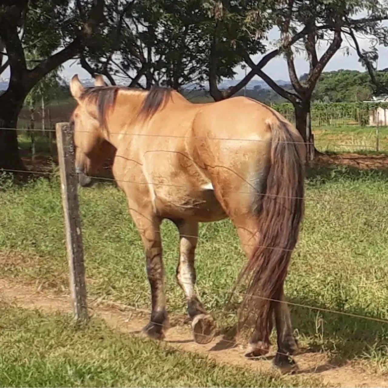 Égua Mangolina e mula - Foto 5