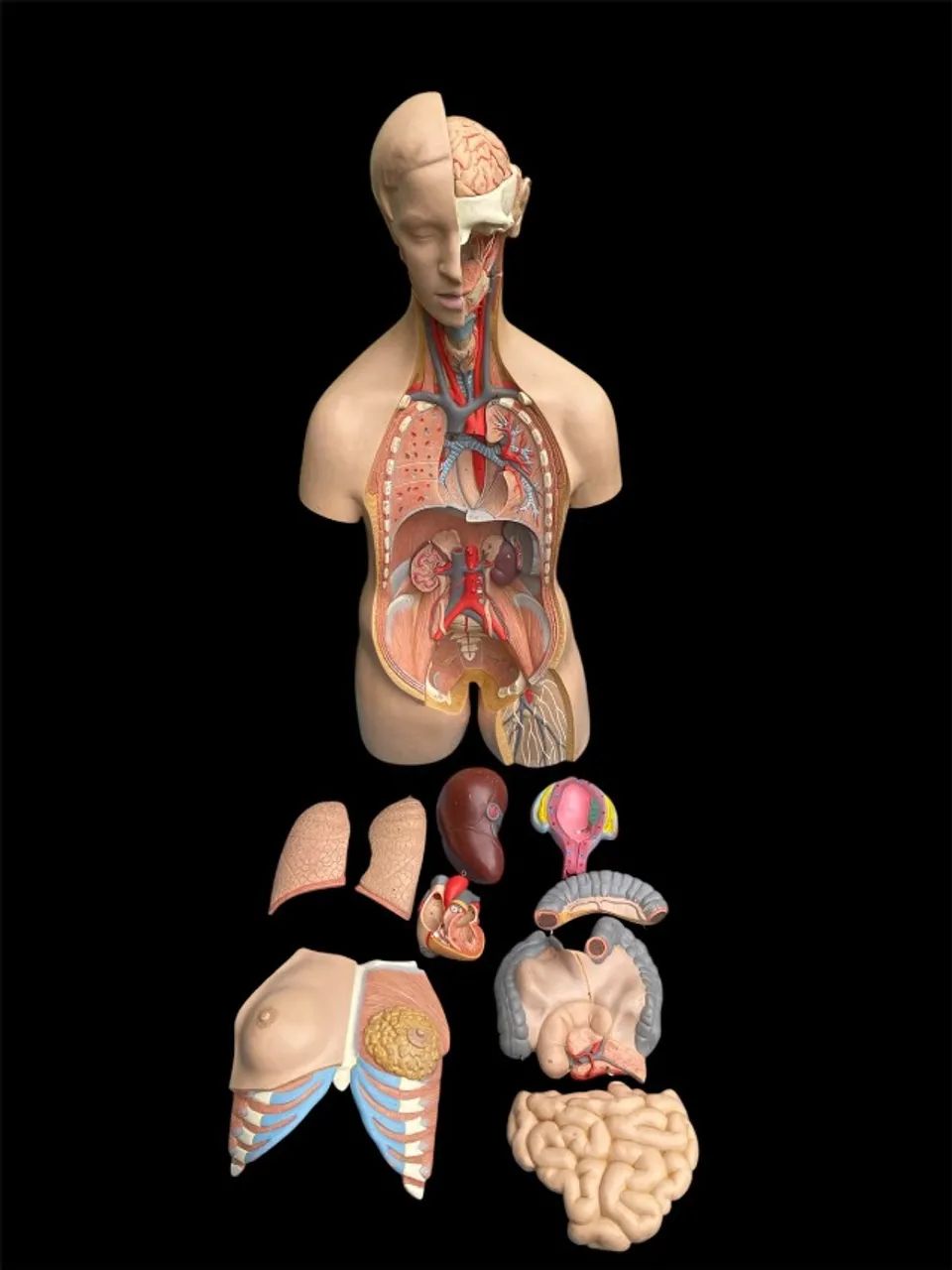 Torso Humano Anatômico De 85 Cm Em 11 Partes - Foto 2