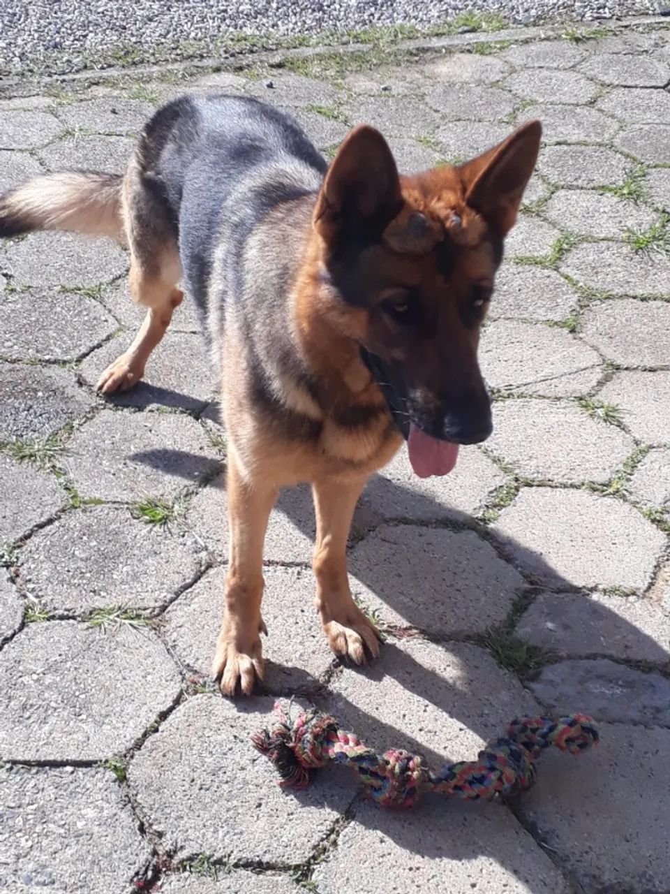 ANIMAIS DE ESTIMAÇÃO - Foto 2