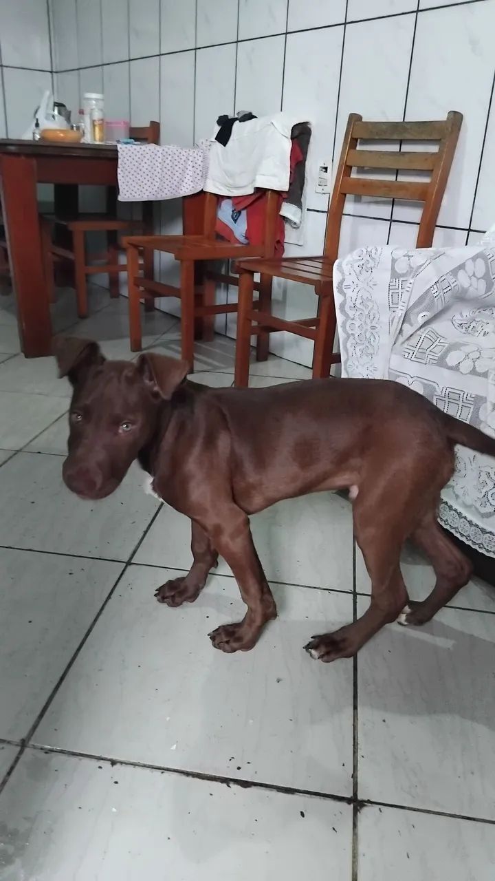 Doação filhote  - Foto 2