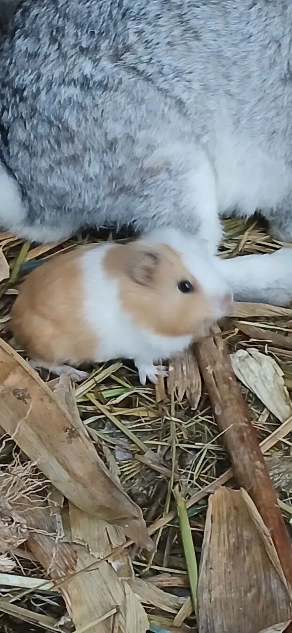 Porquinhos da india  - Foto 4