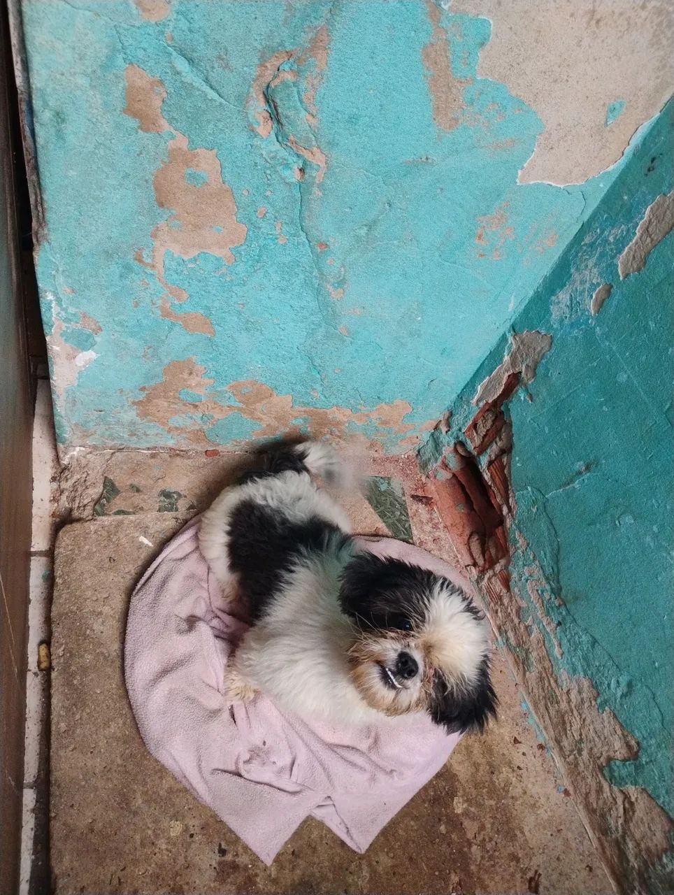 Cachorro shtus  - Foto 2