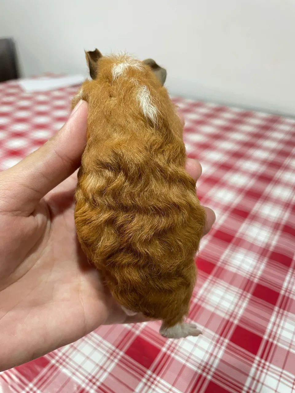 Porquinhos da índia  - Foto 5