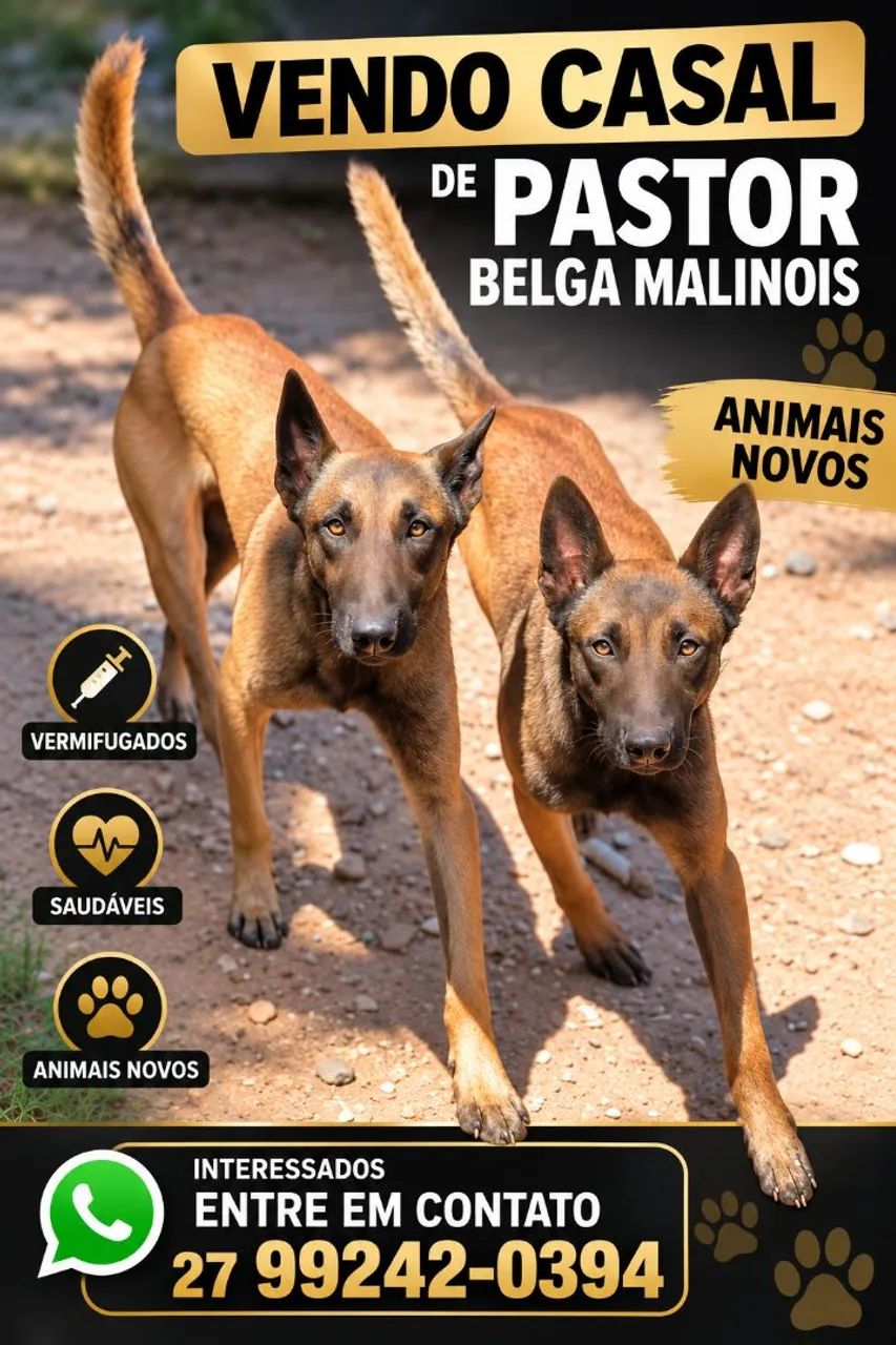 Belga Malinois 