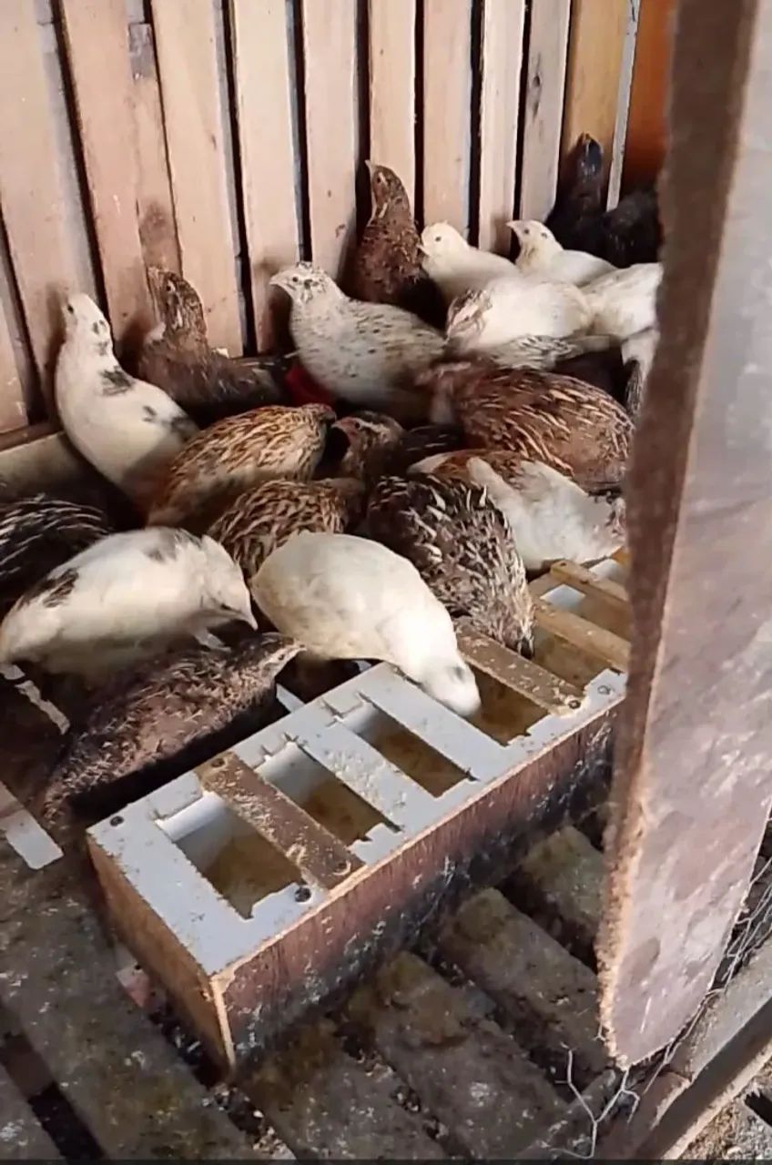 Codorna gigante para abater codornas gigantes machos ideal para abater - Foto 2