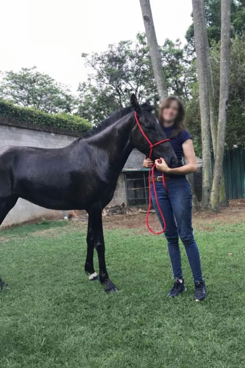 Égua mangalarga marchador a venda 