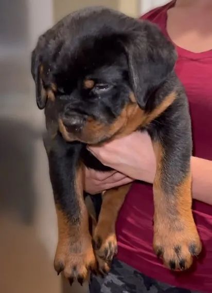 FILHOTES DE ROTTWEILER - Foto 3