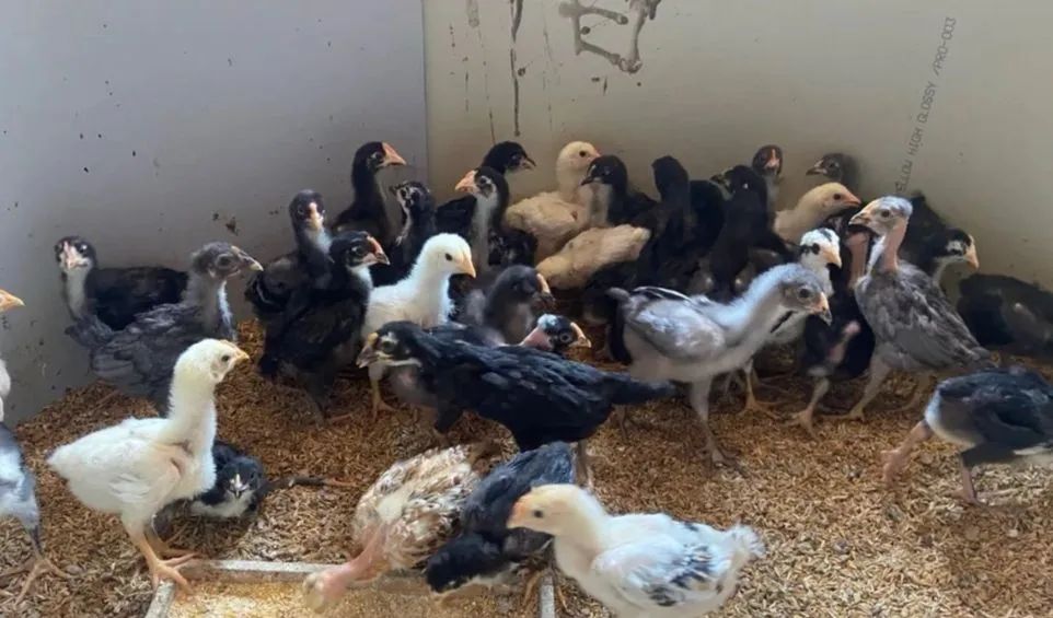 Pintinhos caipira  - Foto 4