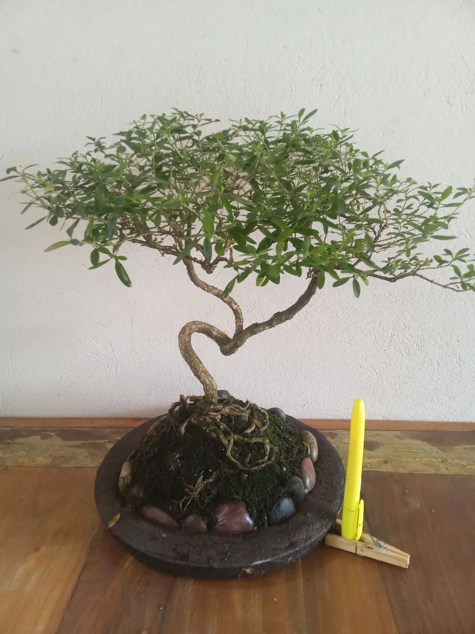 Bonsai  - Foto 2