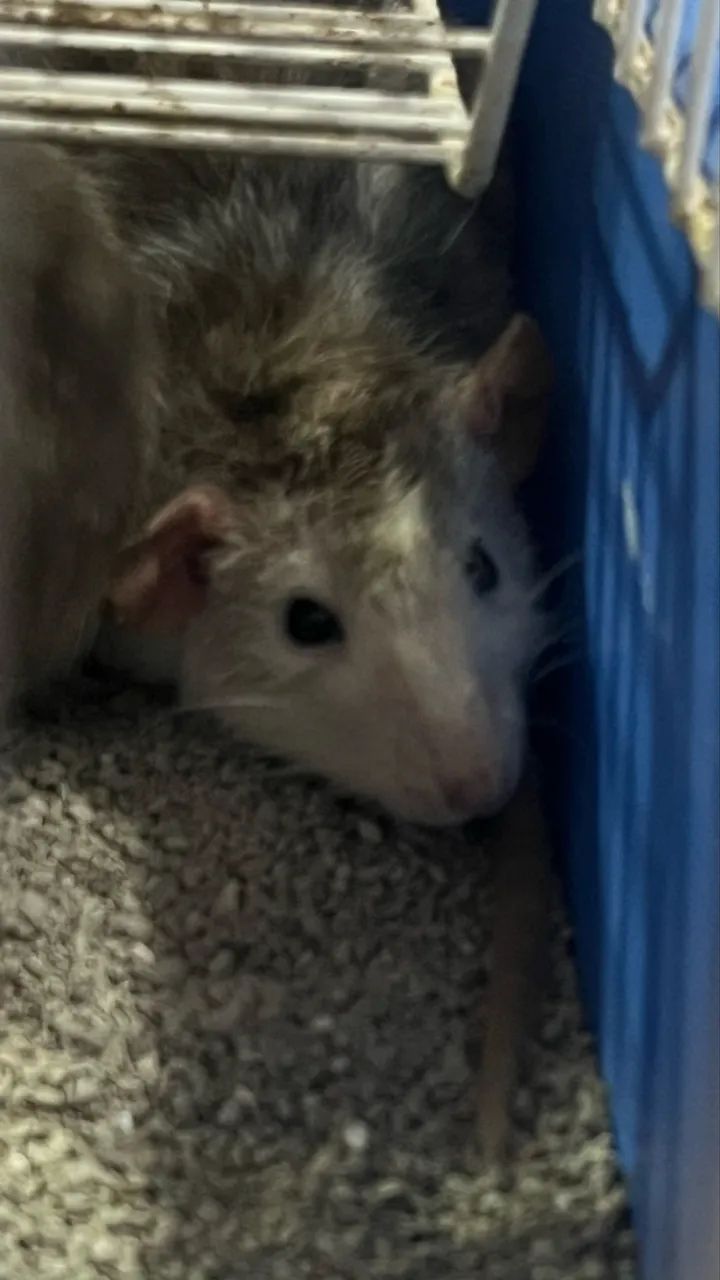 Ratas Twister  - Foto 5