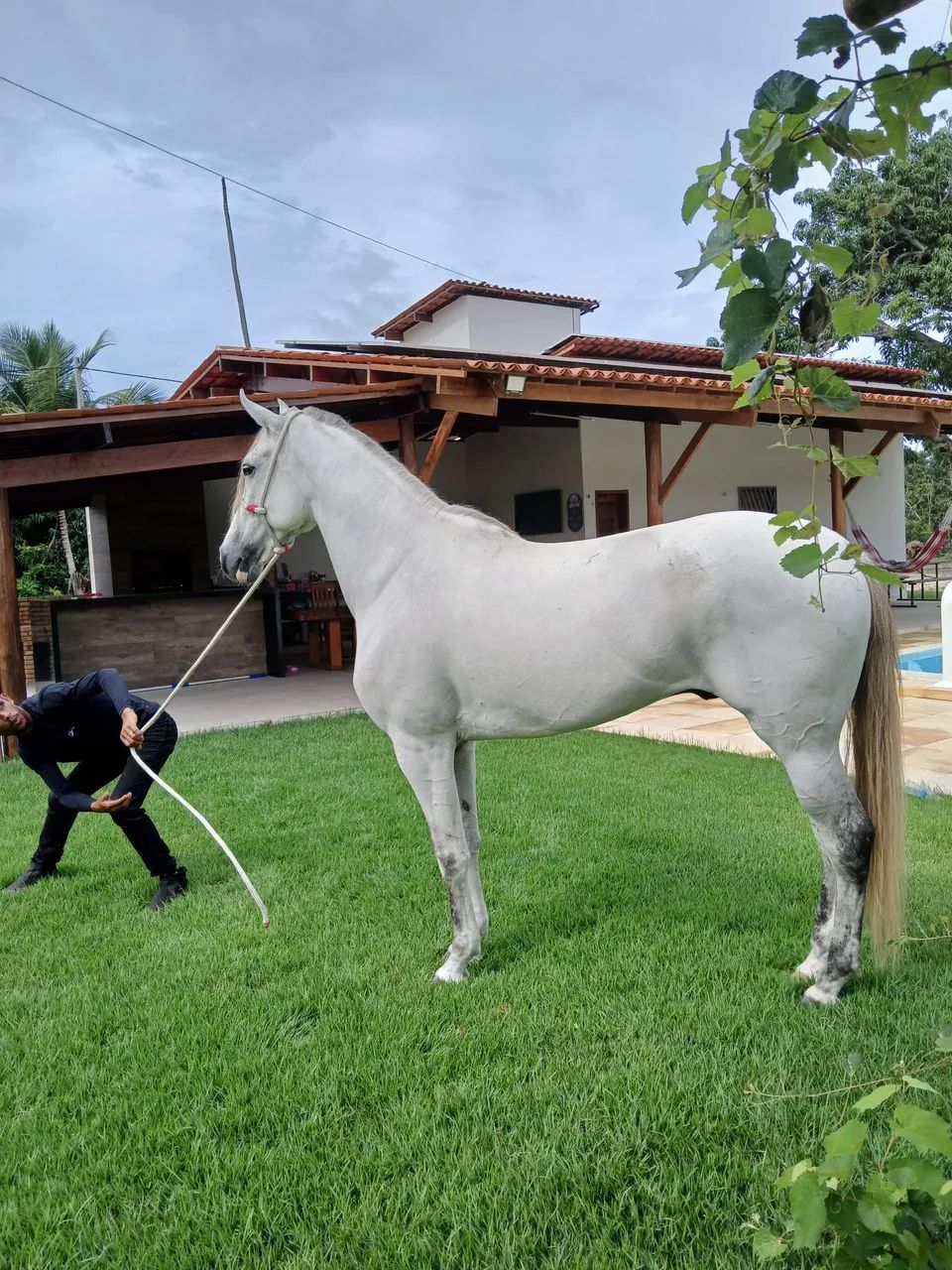Cavalo Mangalarga Marchador - Foto 5