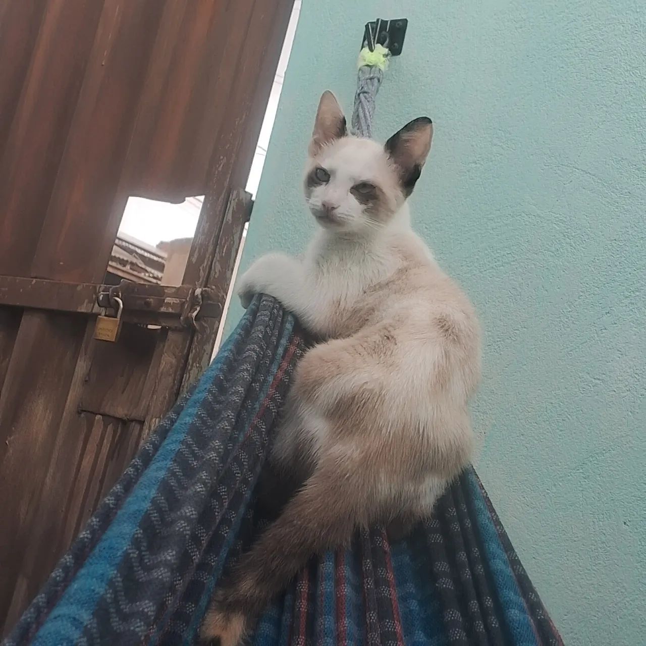 Doa-se gata vacinada e vermifugada - Foto 5