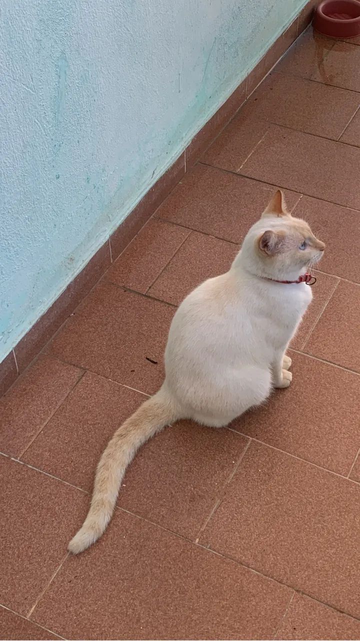 Doação de gatos e cadela - Foto 2