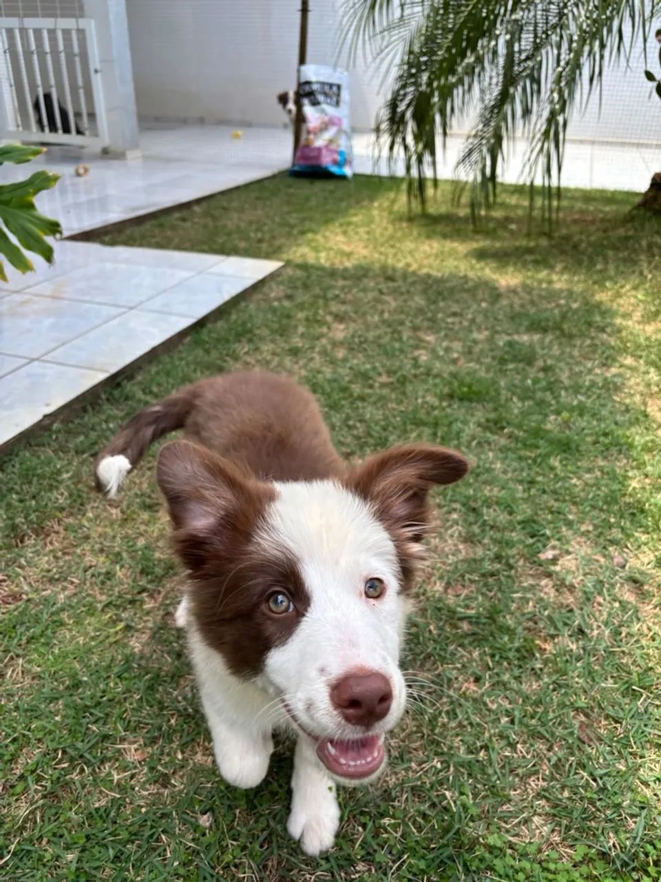Border Collie  - Foto 5