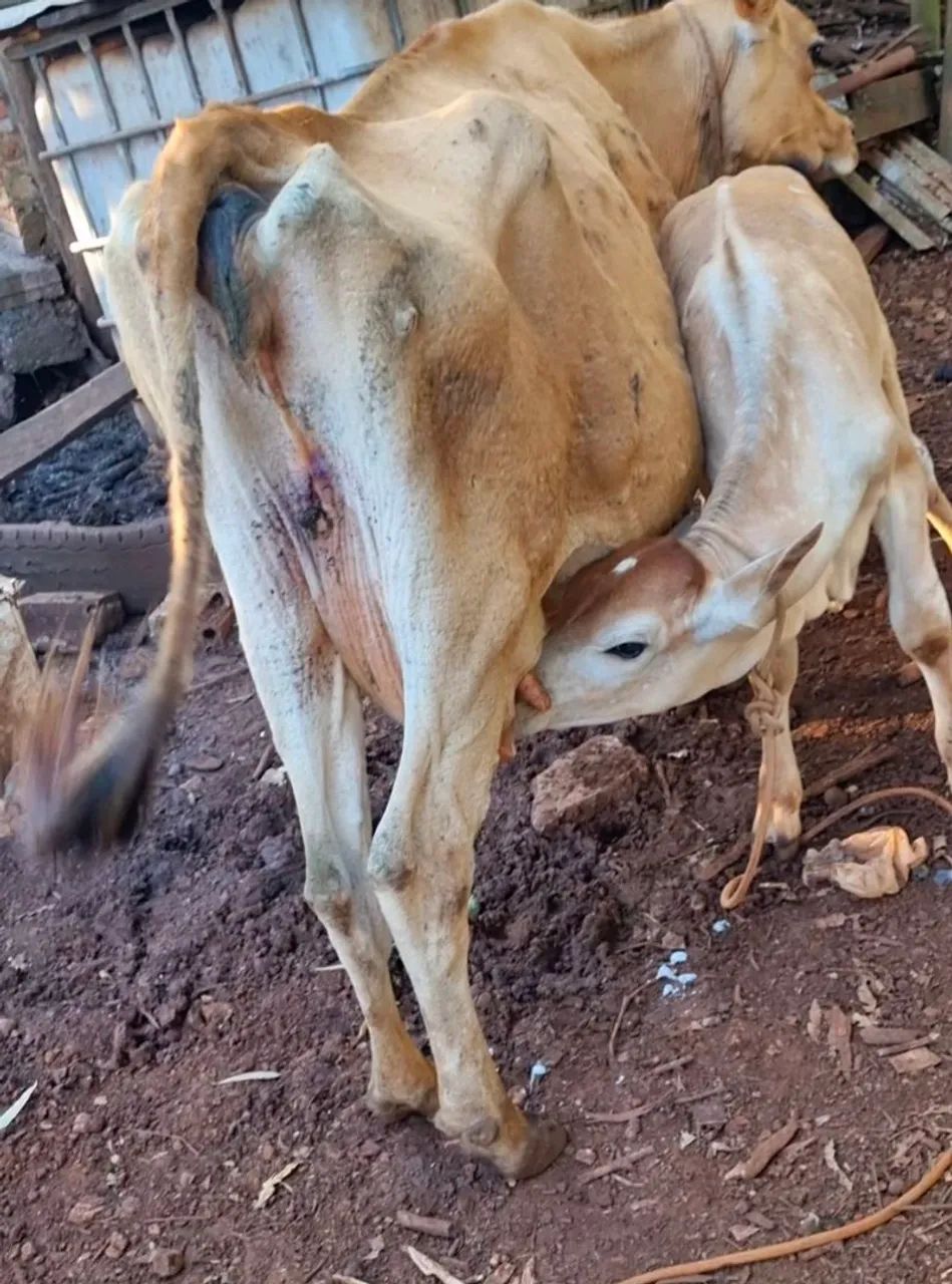 Vende-se vaca gersey com bezerro - Foto 4