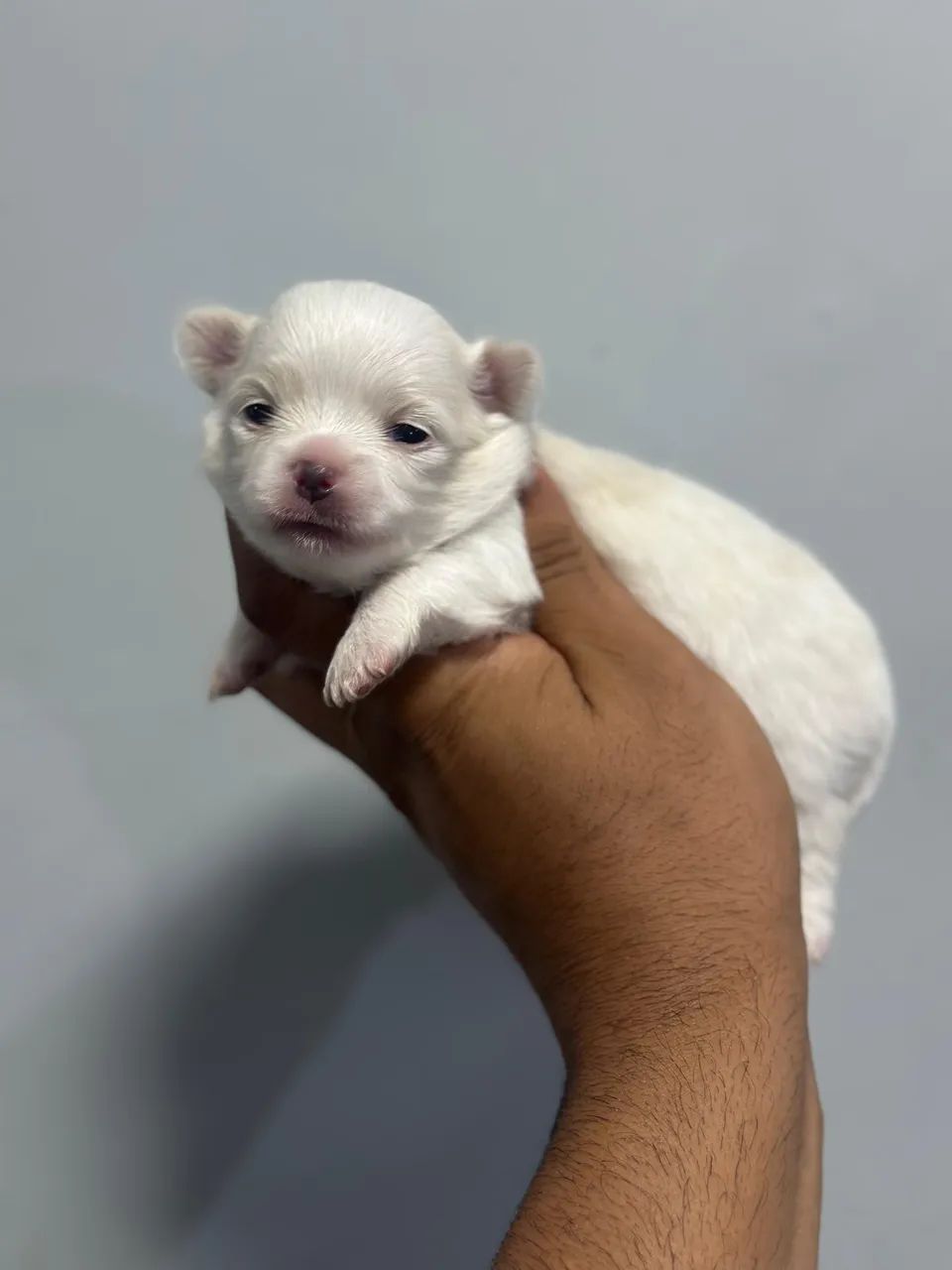 Chihuahua chocolate, chocotan,black, branco, várias cores 