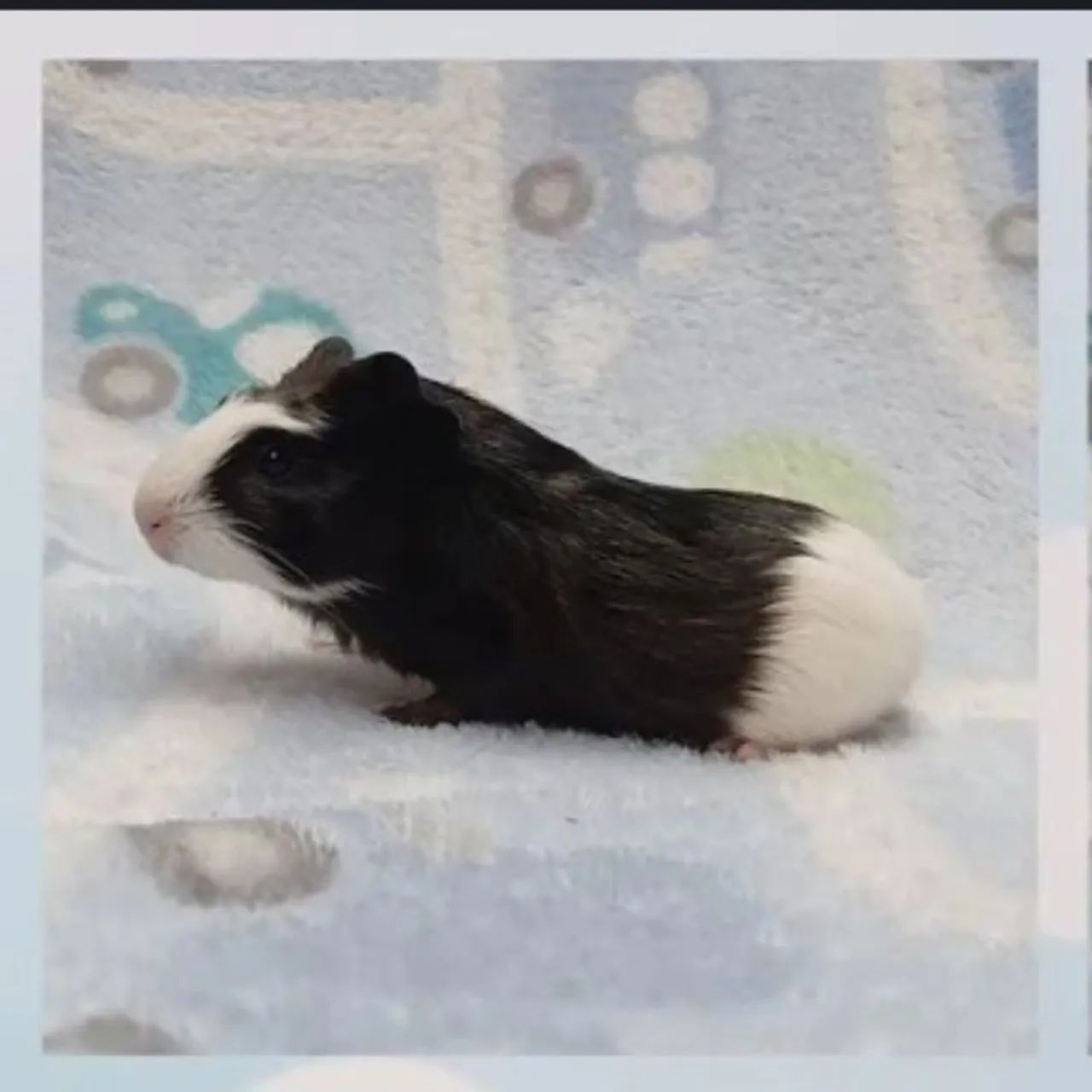 vendo porquinho da india