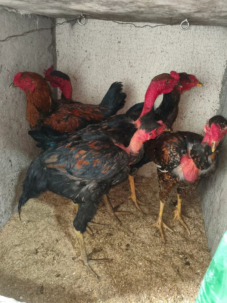 Frangos  - Foto 2
