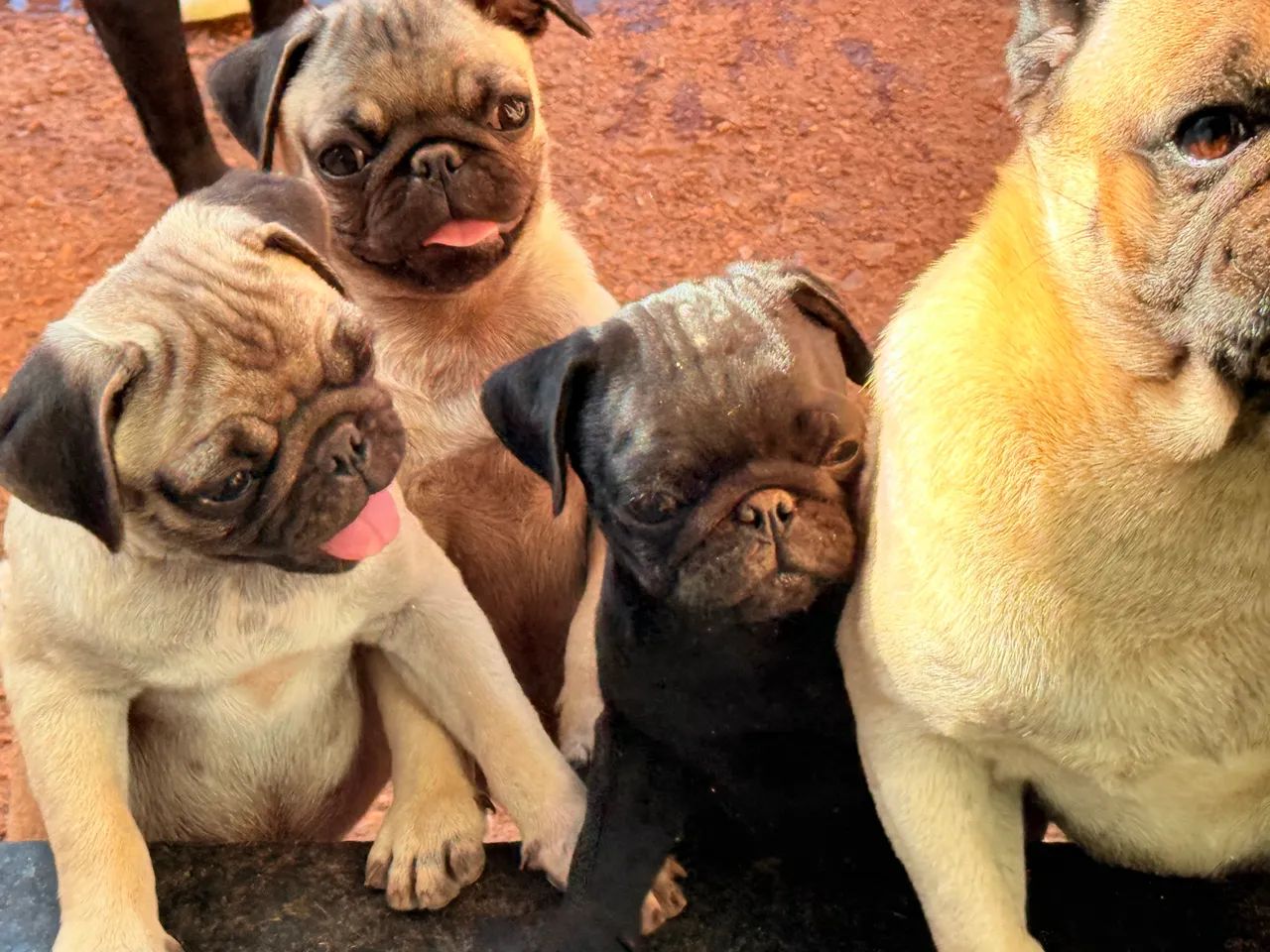 Pug - Foto 2