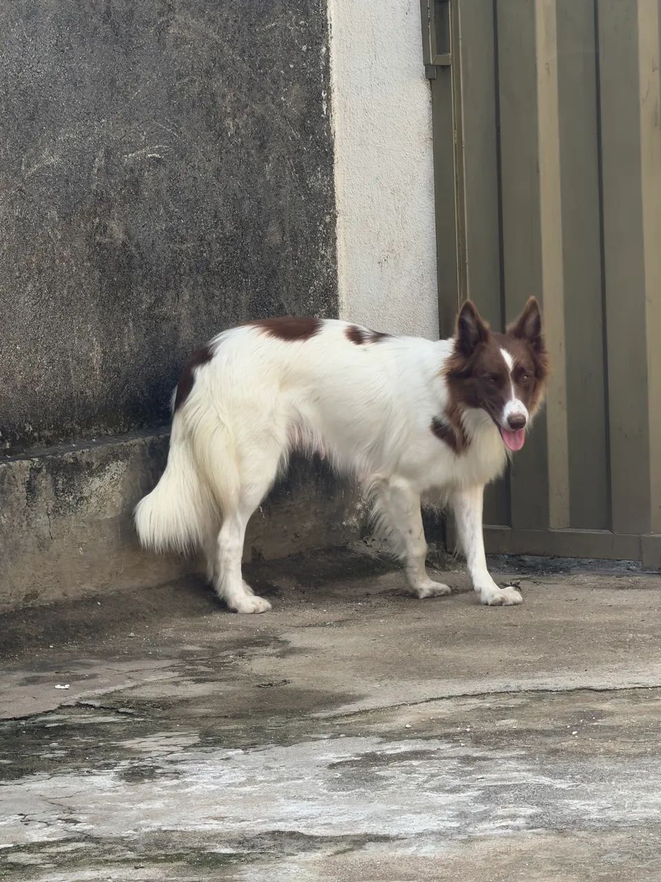 Cachorro - Foto 5