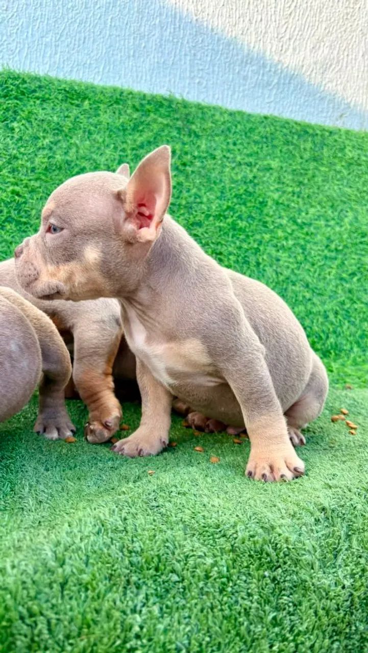 Macho exótic Bully micro - Foto 4