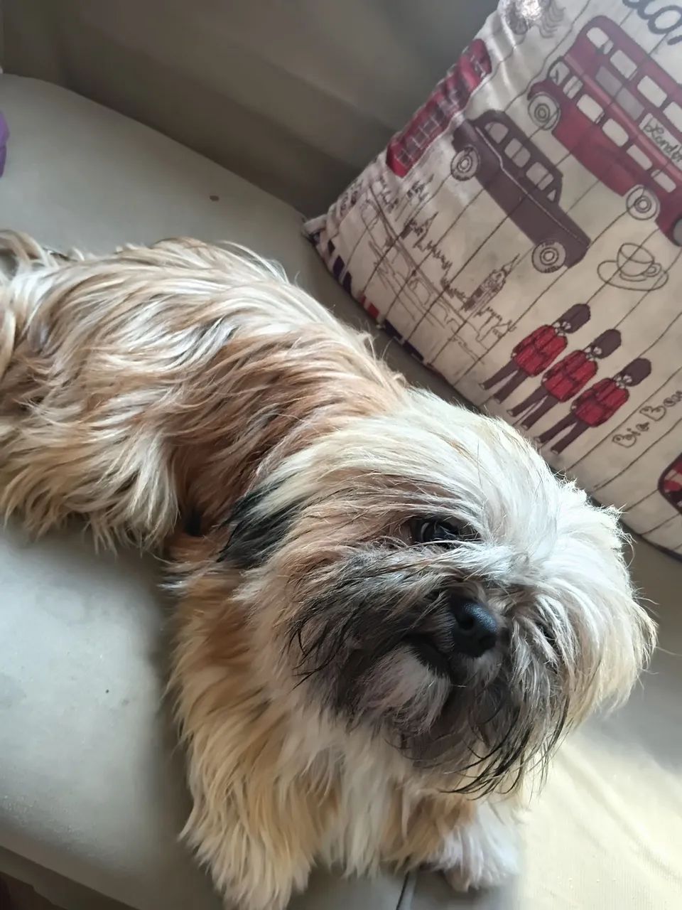 Lhasa Apso fêmea  - Foto 3