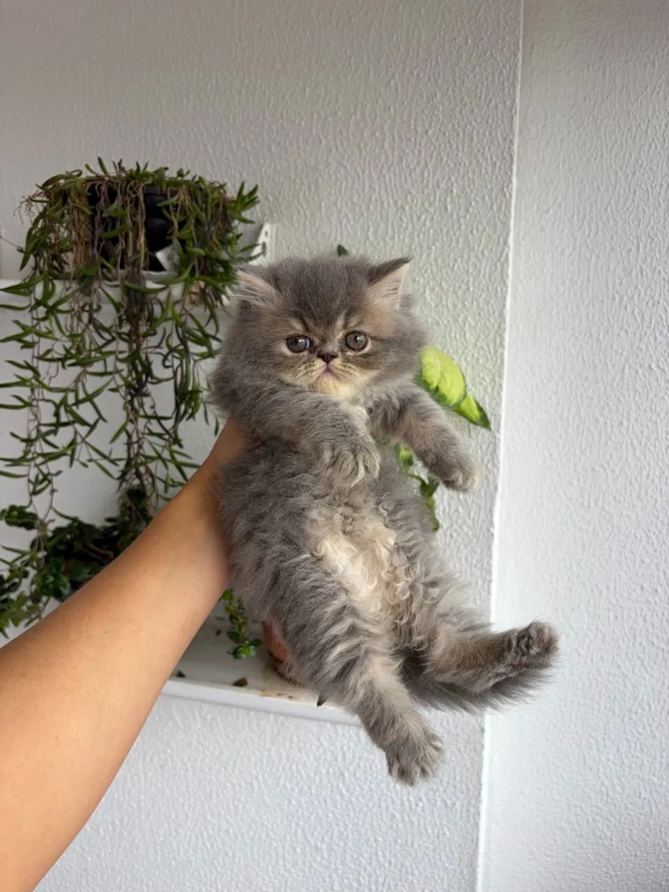 Gato persa macho - Foto 2