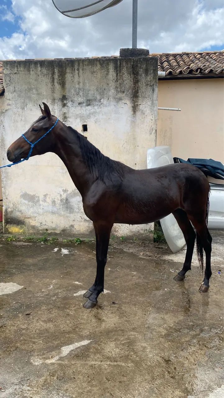 Vendo potro mangalarga marchado registrado marcha picada  - Foto 3