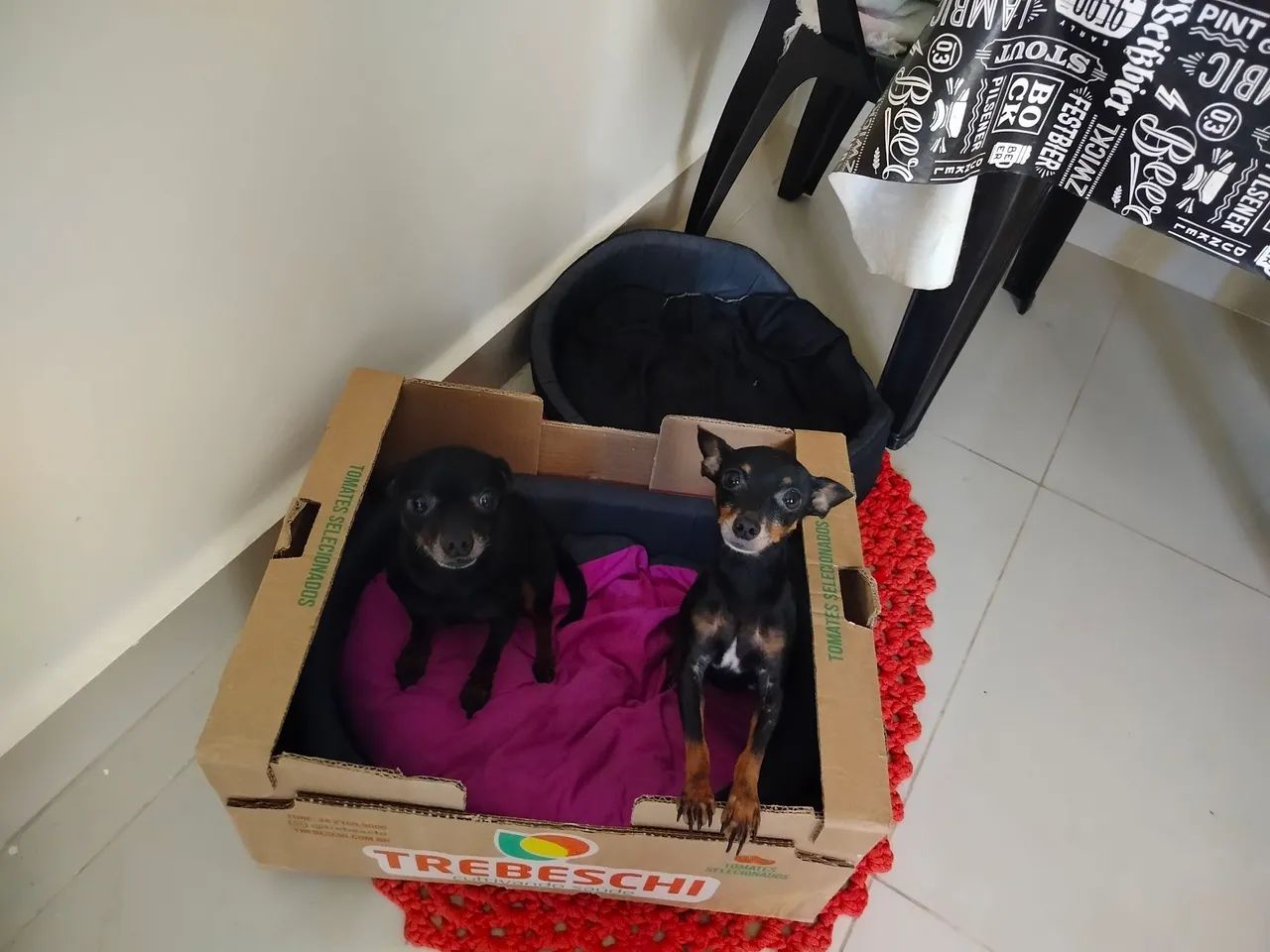 Vendo dois Pinter  - Foto 3