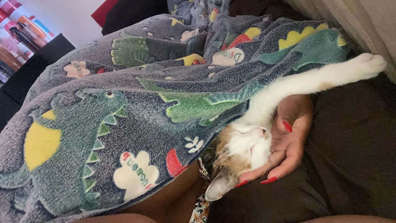 Doação de gata - Foto 3