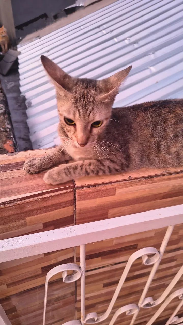 Fêmea castrada dócil  - Foto 4
