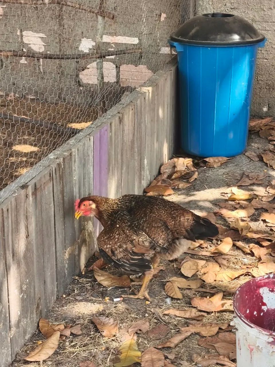 Patos e galinha