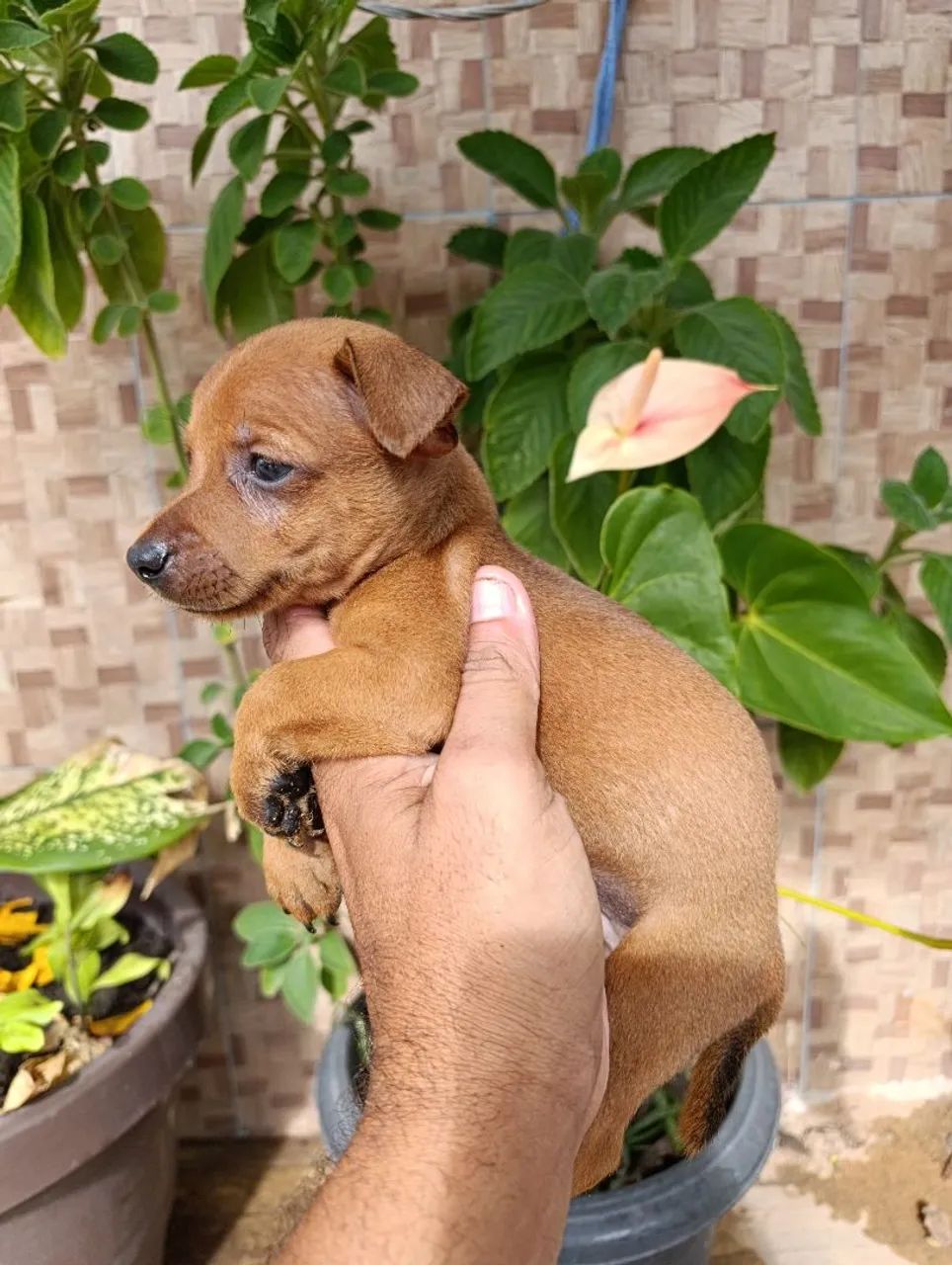 Pinsher  - Foto 4